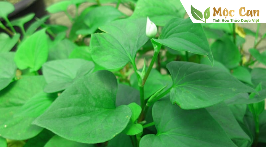 Các loại rau cực tốt, bệnh tiểu đường nên ăn! 3